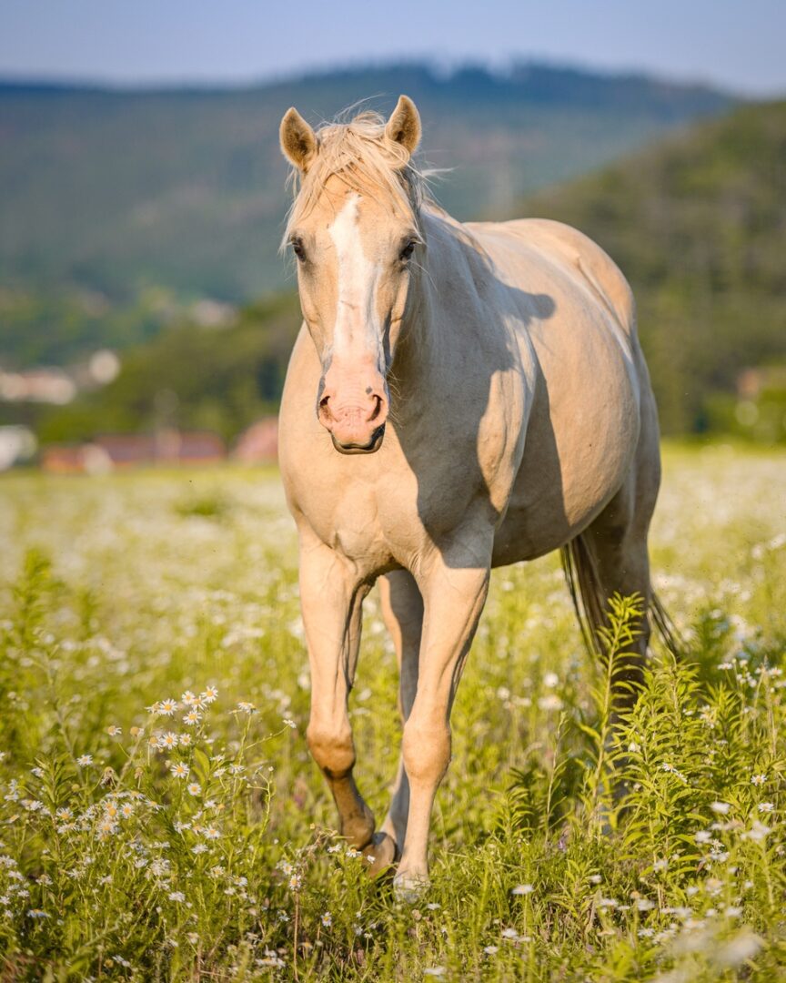 Bay Horse 15 Color Variations of Bay Horses Explained (With Pictures)
