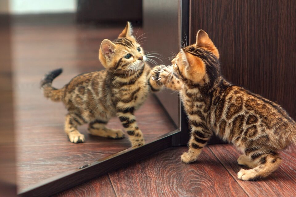 How Much Does a Bengal Cat Cost? (2024 Price Guide)