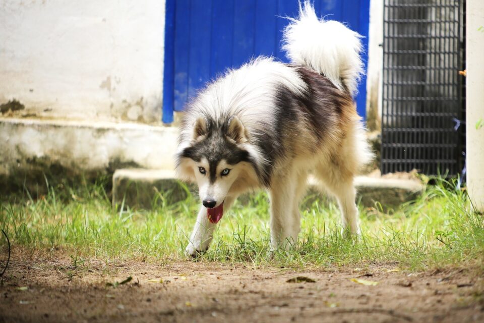 Wooly Husky Facts About Wooly Siberian Huskies (With FAQs)