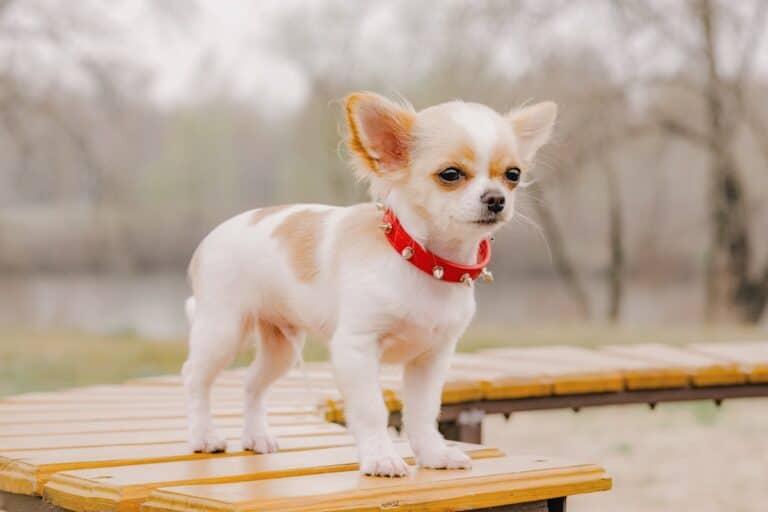 Long Haired Chihuahua Info, Pictures, Health, & FAQs