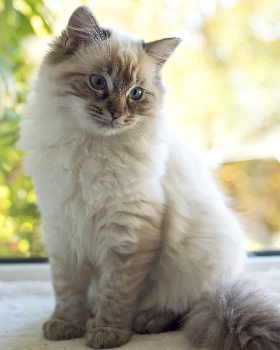 Lynx seal point Ragdoll
