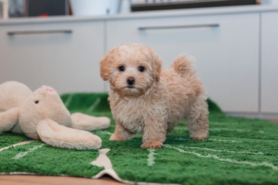 How Much Does a Maltipoo Cost? (2024 Price Guide)