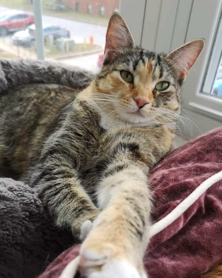 gray tabby gray tabby