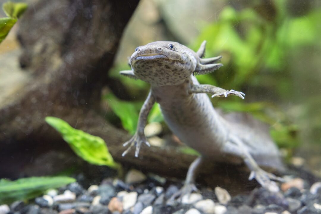 How Much Does an Axolotl Cost? Breakdown of Expenses