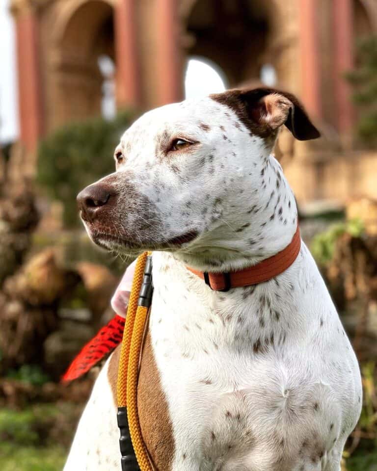 Pointer Pit (Pointer & Pitbull Mix) Info, Facts, Pictures, FAQs & More