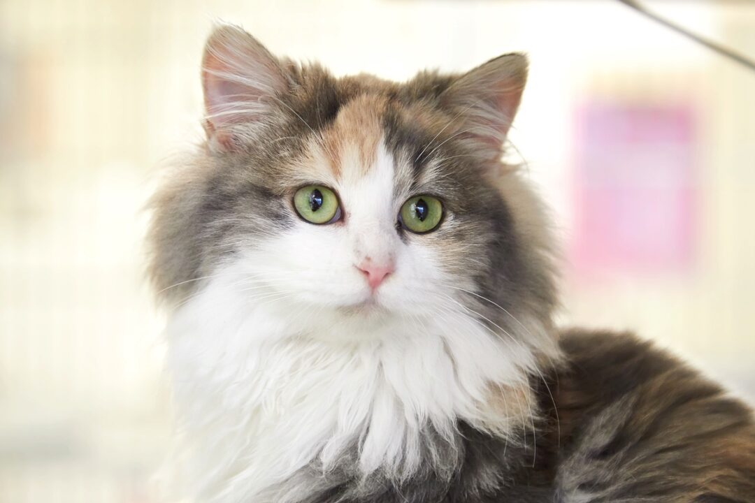 Dilute Calico Cat What Makes Their Coat Aesthetically Muted?