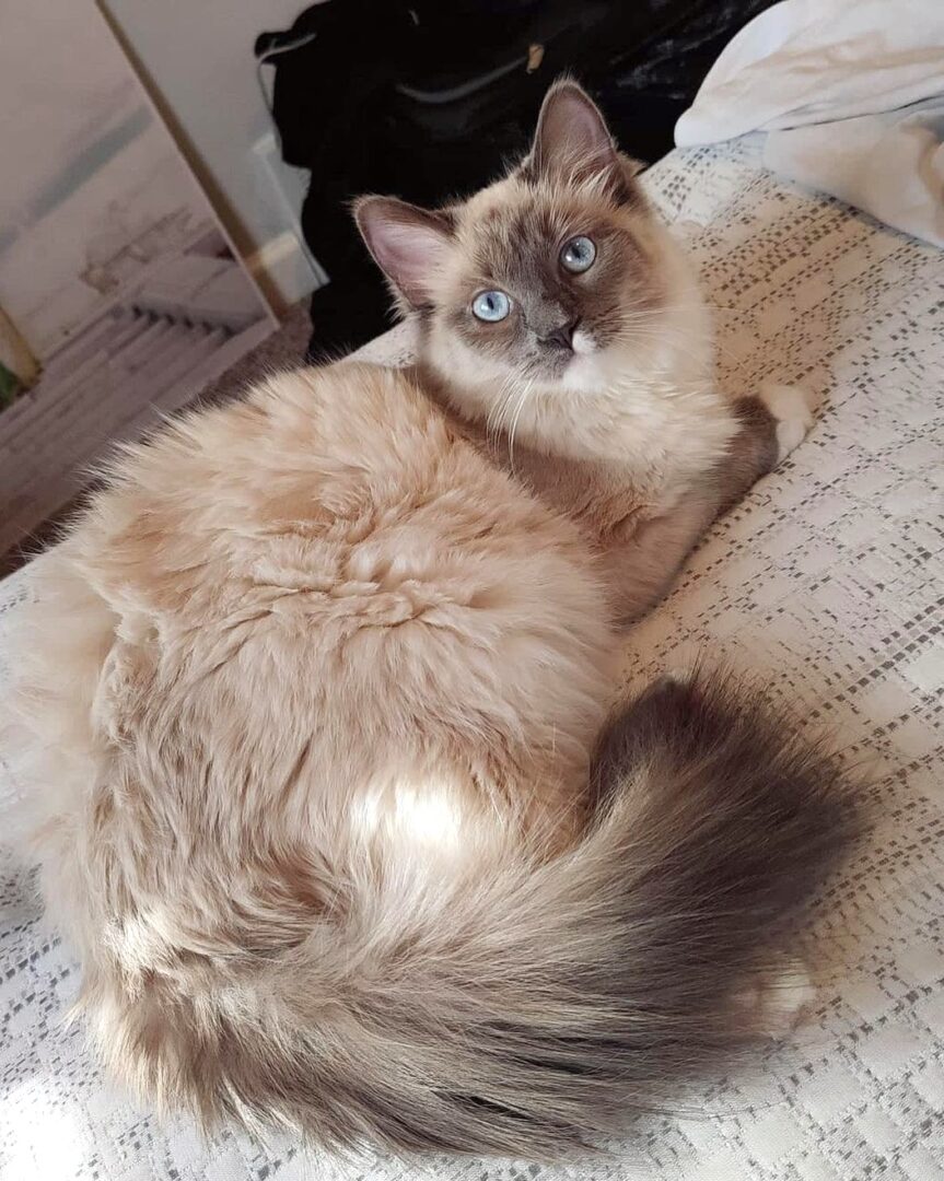 Ragamese (Ragdoll & Siamese Mix) Info, Facts, Pictures, FAQs & More