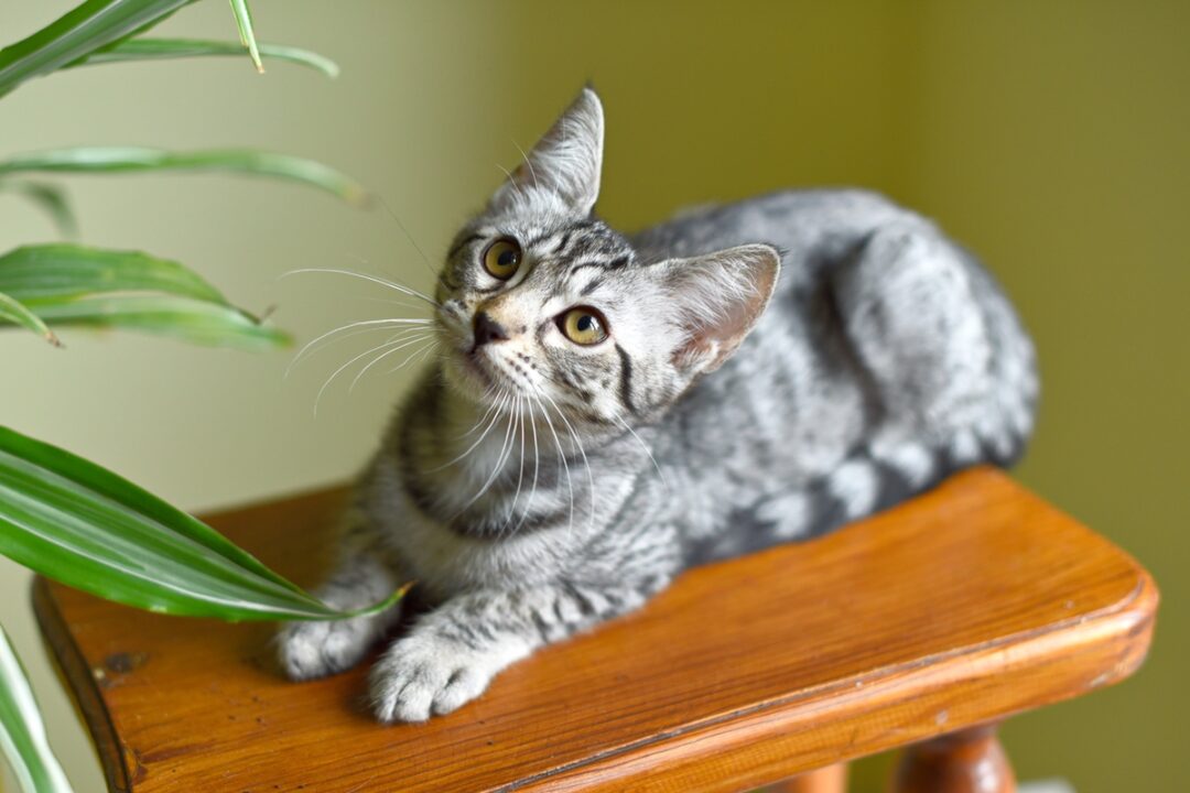 How Much Does a Savannah Cat Cost? (2024 Price Guide)