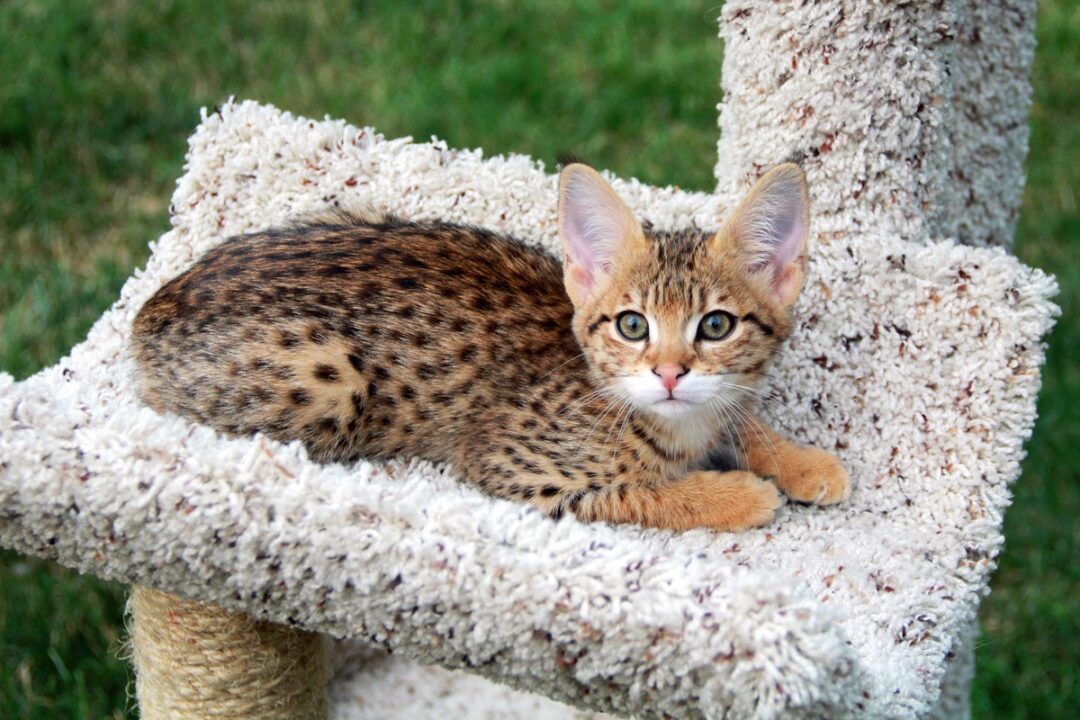 How Much Does a Savannah Cat Cost? (2024 Price Guide)