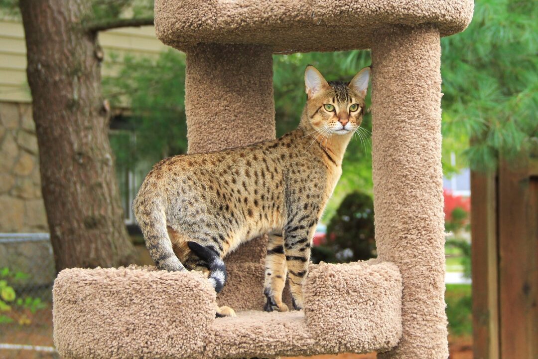 Savannah Cat Breed Information, Generations, Pictures & FAQs