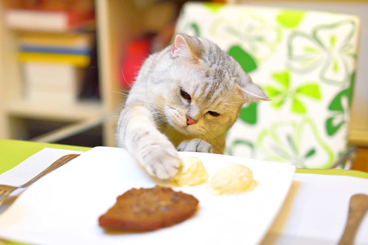 Scottish Fold adult eating the food on the table