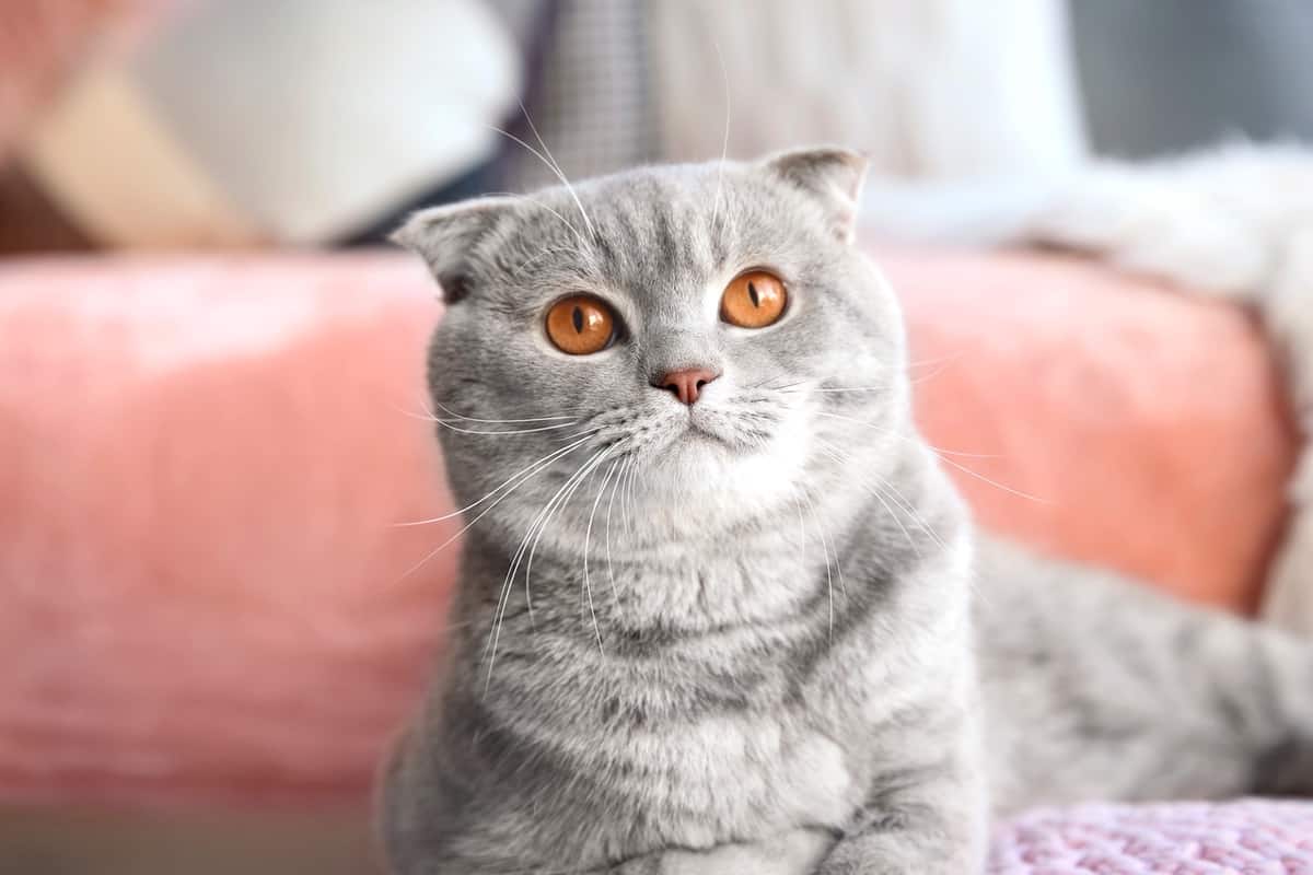 Scottish Fold cat cost