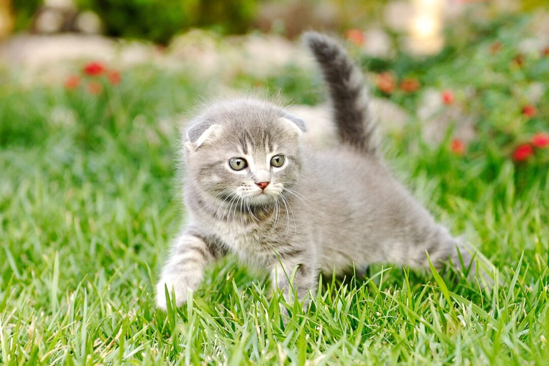 How Much Does a Scottish Fold Cost? (2024 Price Guide)