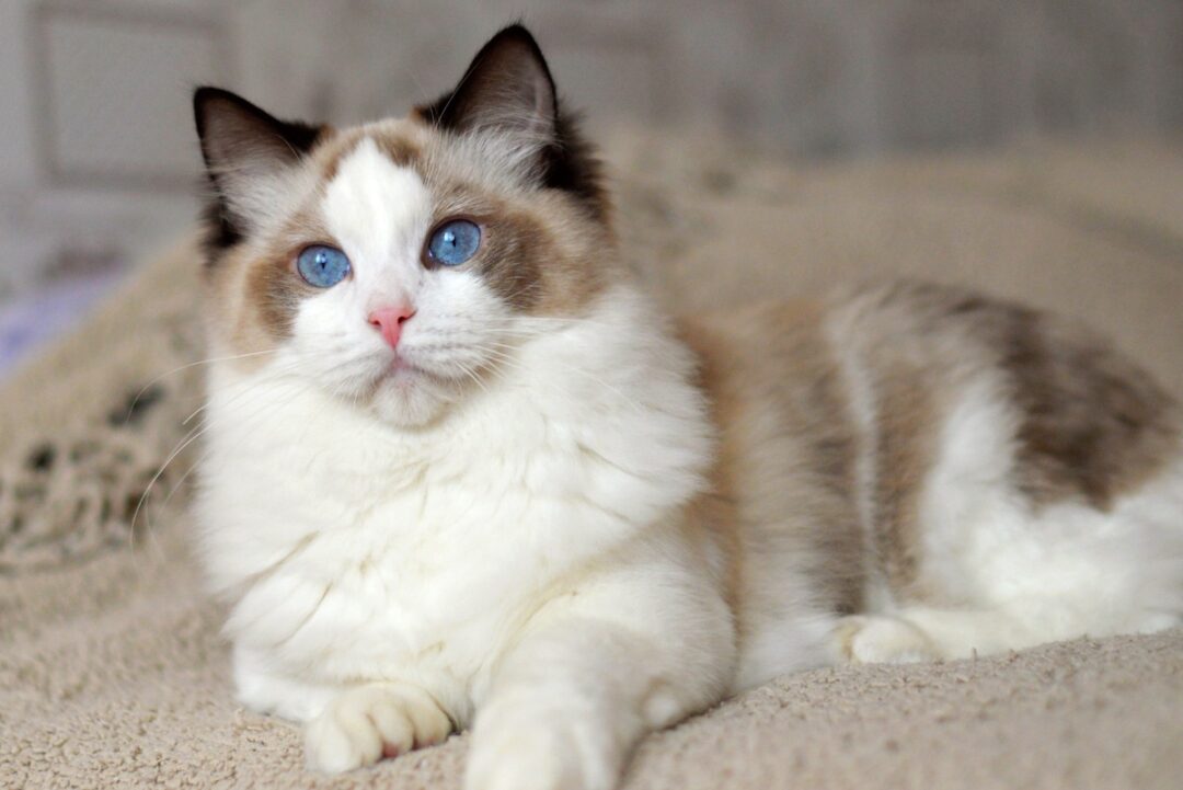 Seal Point Ragdoll Cat Patterns, Health