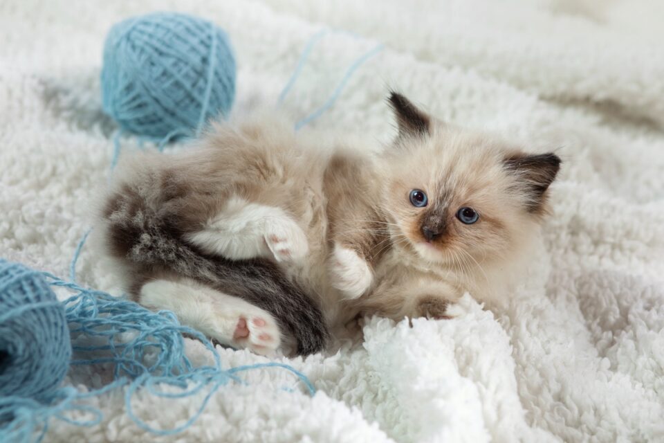 Seal Point Ragdoll Cat: Patterns, Genetics, Health & FAQs