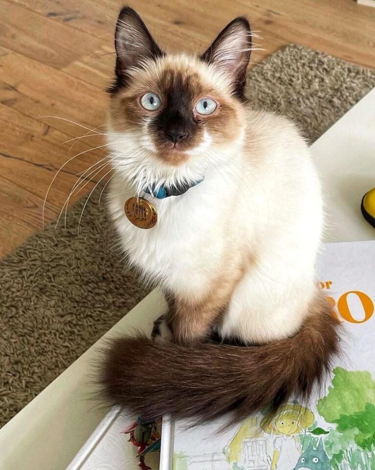 Ragamese (Ragdoll & Siamese Mix) Info, Facts, Pictures, FAQs & More