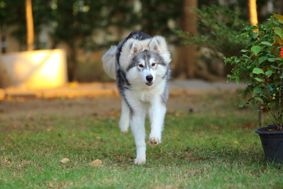 Wooly Husky Facts About Wooly Siberian Huskies (With FAQs)