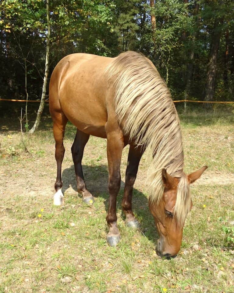 Bay Horse 15 Color Variations of Bay Horses Explained (With Pictures)