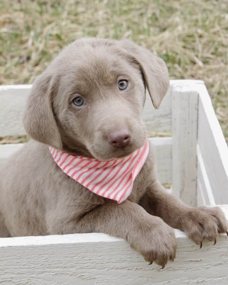 Silver Lab Facts, Controversy, Puppy Prices, Pictures & FAQs