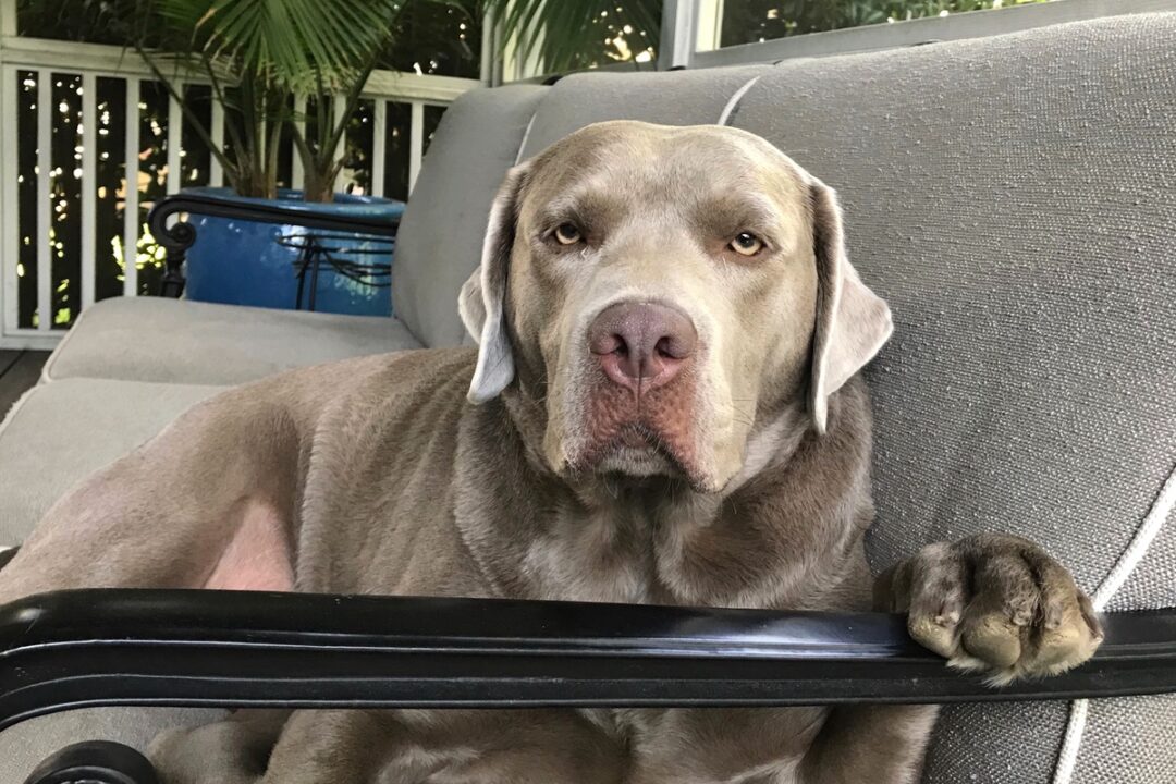 Silver Lab Facts, Controversy, Puppy Prices, Pictures & FAQs