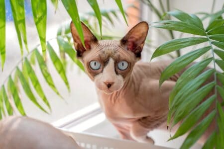 How Much Does a Sphynx Cat Cost? (2026 Price Guide)