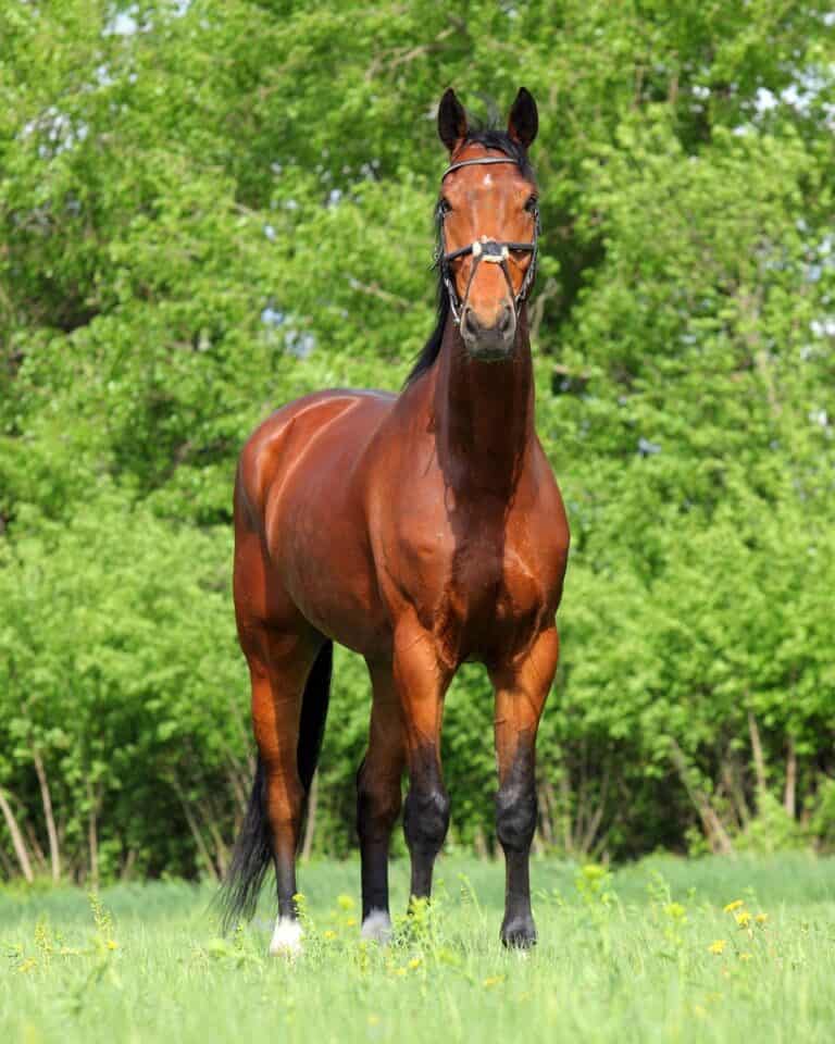 Bay Horse 15 Color Variations of Bay Horses Explained (With Pictures)