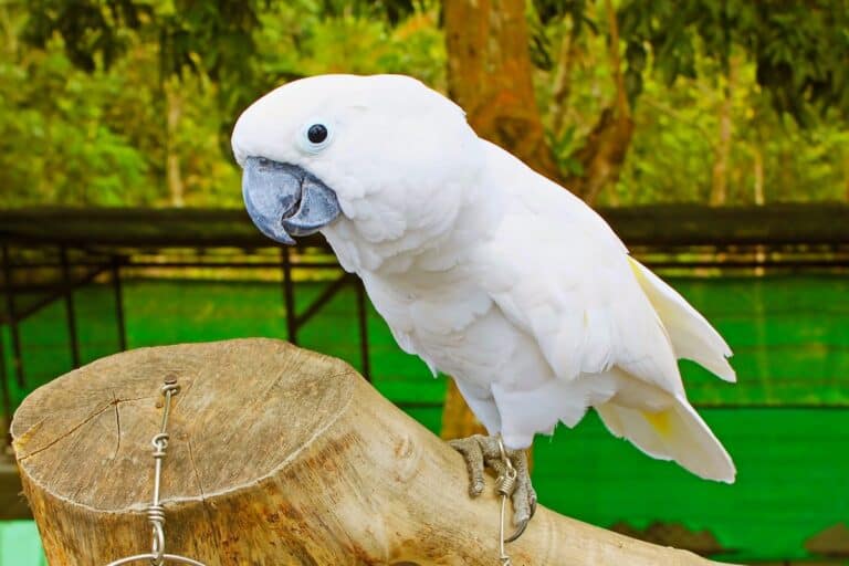Umbrella Cockatoo (White Cockatoo) Facts, Pictures, Care & FAQs
