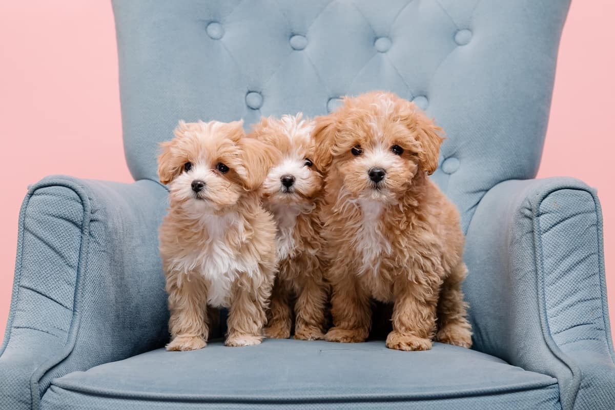 Three Maltipoo puppies for sale and adoption