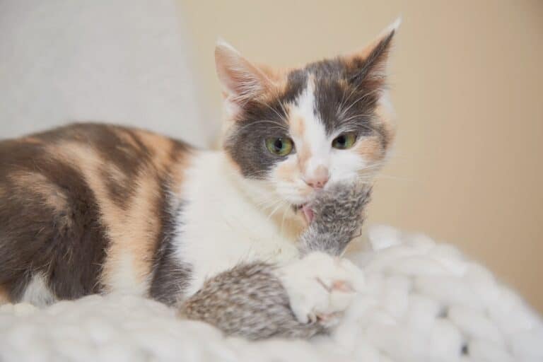 Dilute Calico Cat What Makes Their Coat Aesthetically Muted?