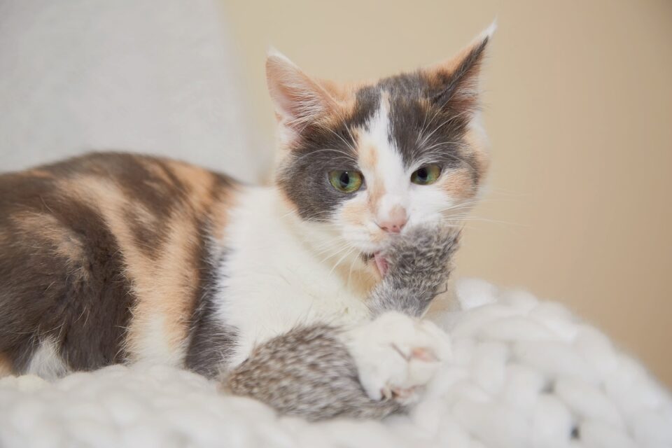 Dilute Calico Cat What Makes Their Coat Aesthetically Muted?