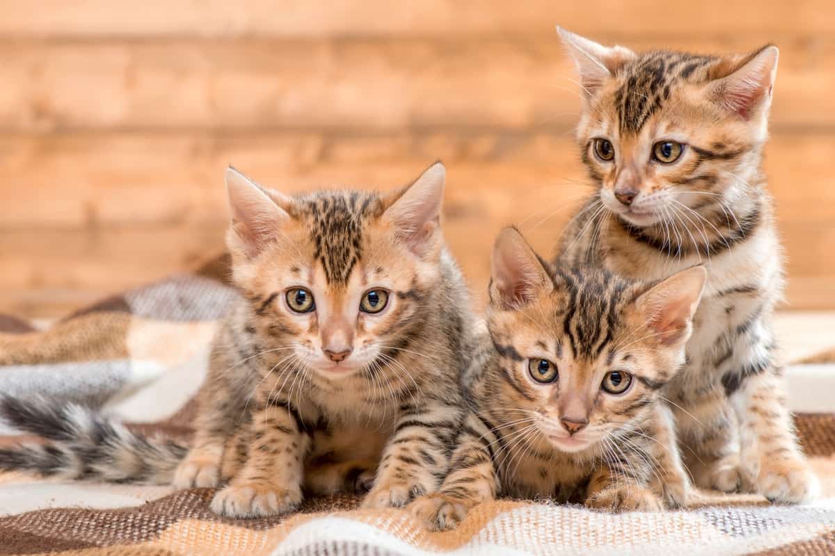 Tres lindos gatitos de Bengala en venta o adopción