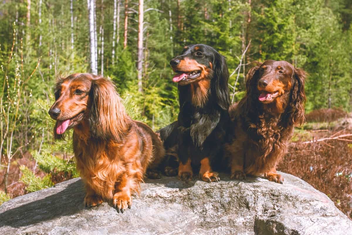 Long Haired Dachshund: The Rapunzel of Sausage Dogs (Info, Pictures, FAQs) Long Haired Dachshund: The Rapunzel of Sausage Dogs (Info, Pictures, FAQs)