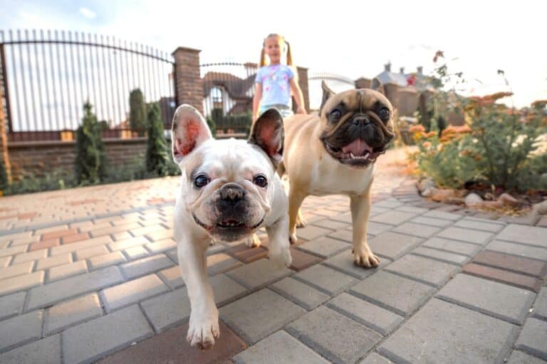 10 Best French Bulldog Breeders (2024) Our Top 10 Picks!