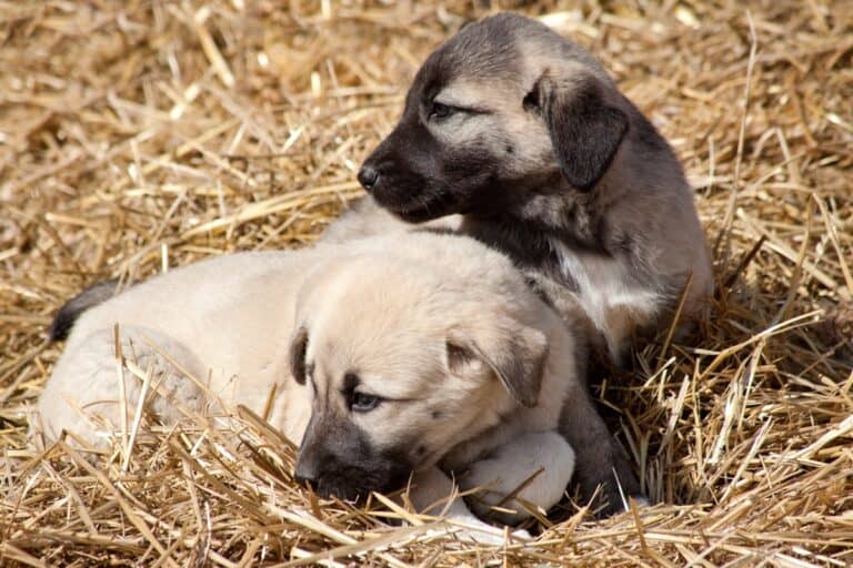 How Much Does a Kangal Dog Cost? (2024 Price Guide)