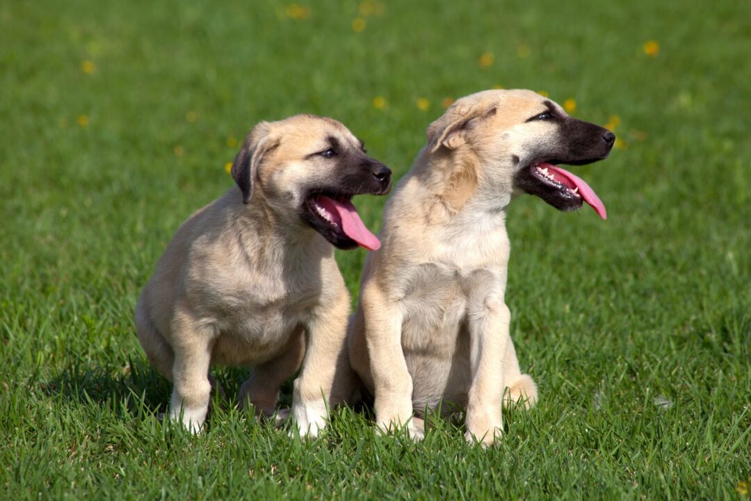 How Much Does a Kangal Dog Cost? (2024 Price Guide)