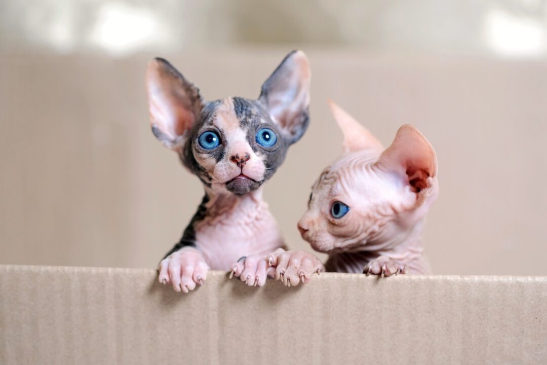 How Much Does a Sphynx Cat Cost? (2024 Price Guide)