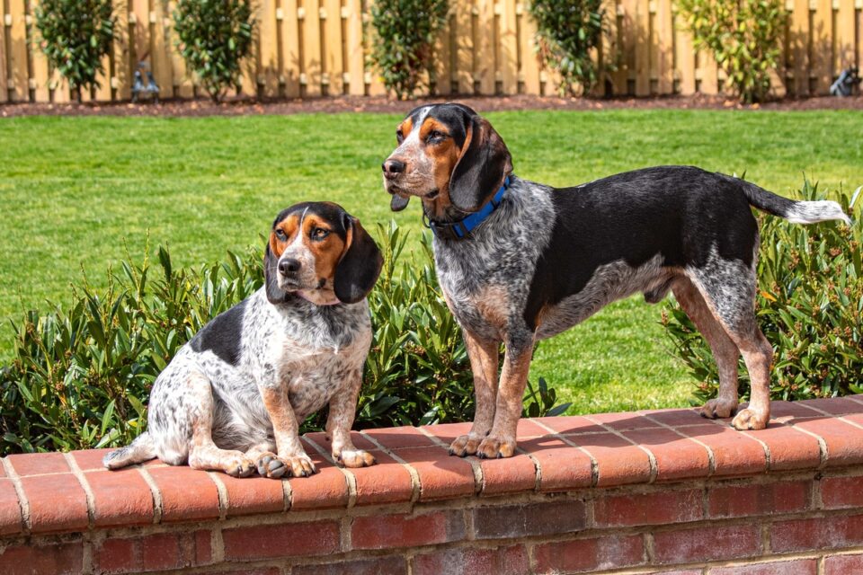 Blue Tick Beagle A Guide to