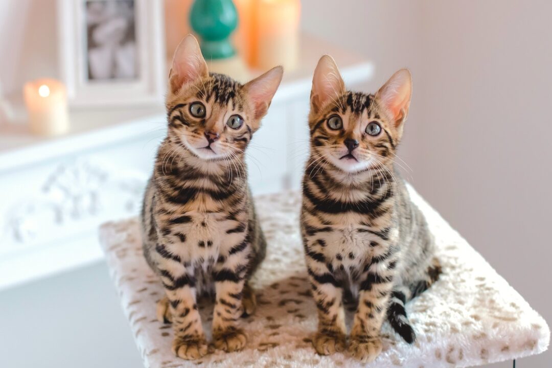 How Much Does a Bengal Cat Cost? (2025 Price Guide)