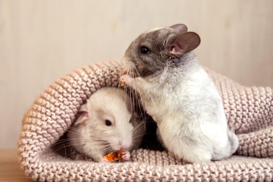 10 Best Chinchilla Breeders (2024) Our Top 10 Picks!