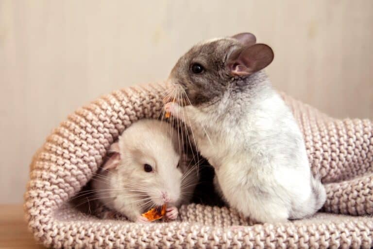 10 Best Chinchilla Breeders (2024) Our Top 10 Picks!
