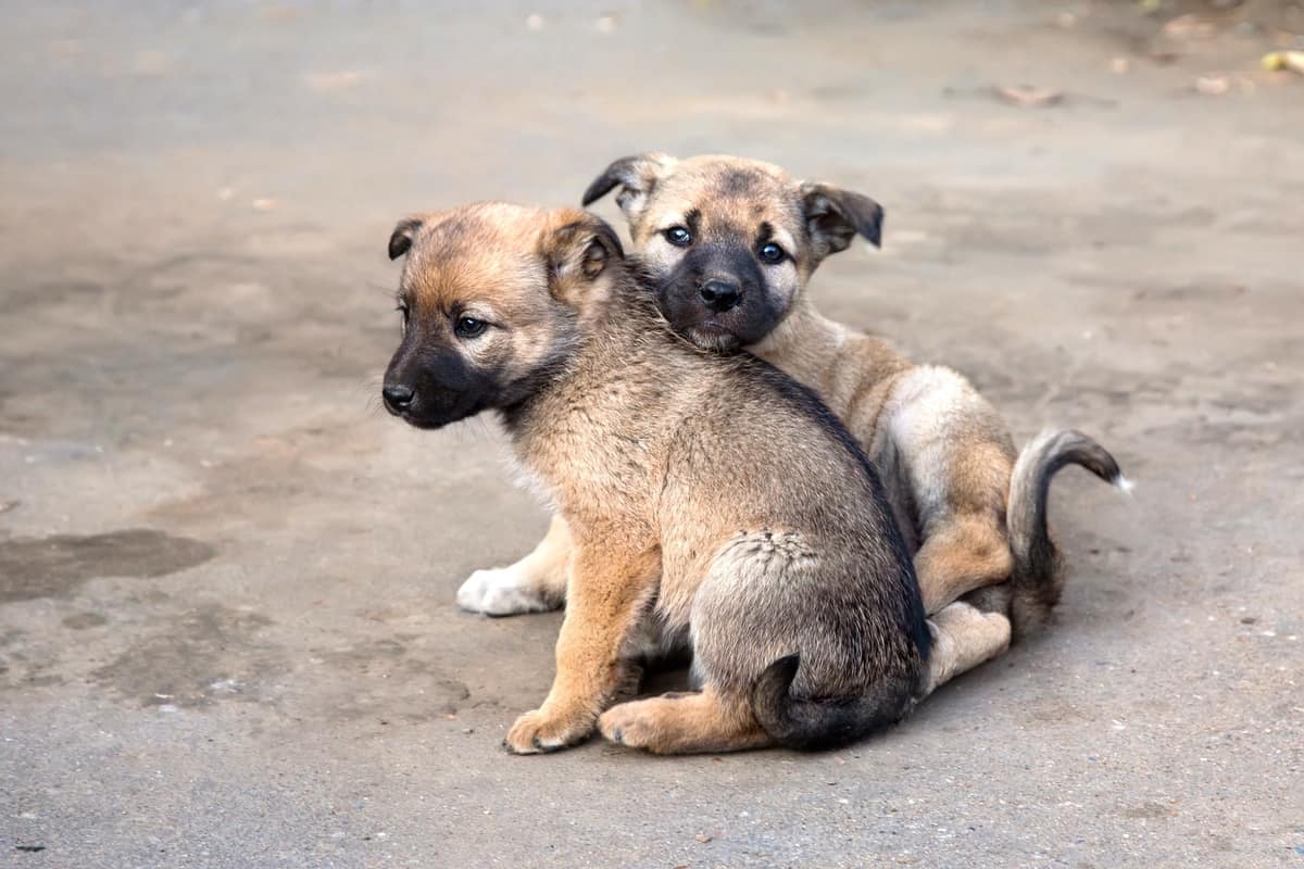 Two homeless puppies for adoption for free