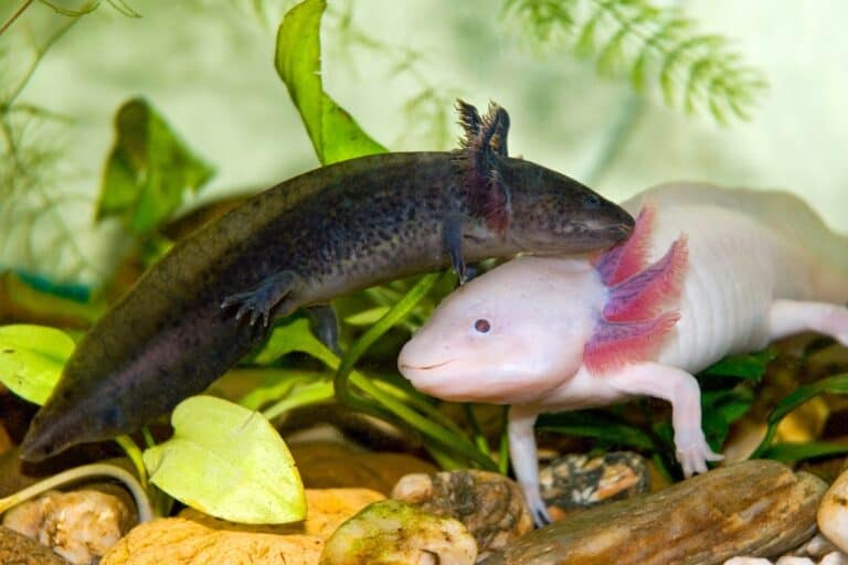 How Much Does an Axolotl Cost? Breakdown of Expenses