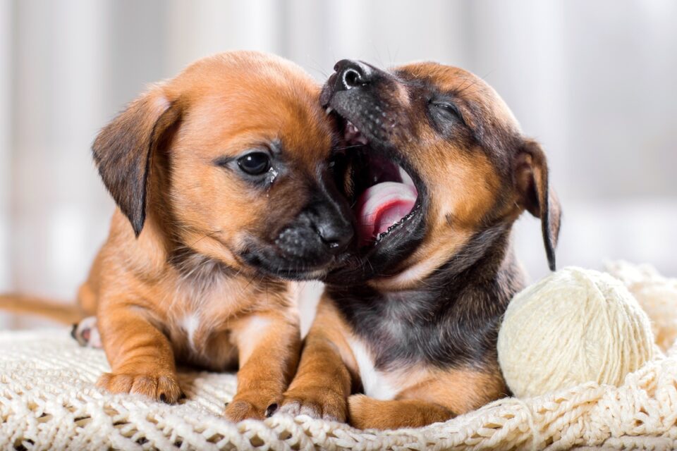 Toy or Teacup Dachshund Do These Tiny Doxies Really Exist?