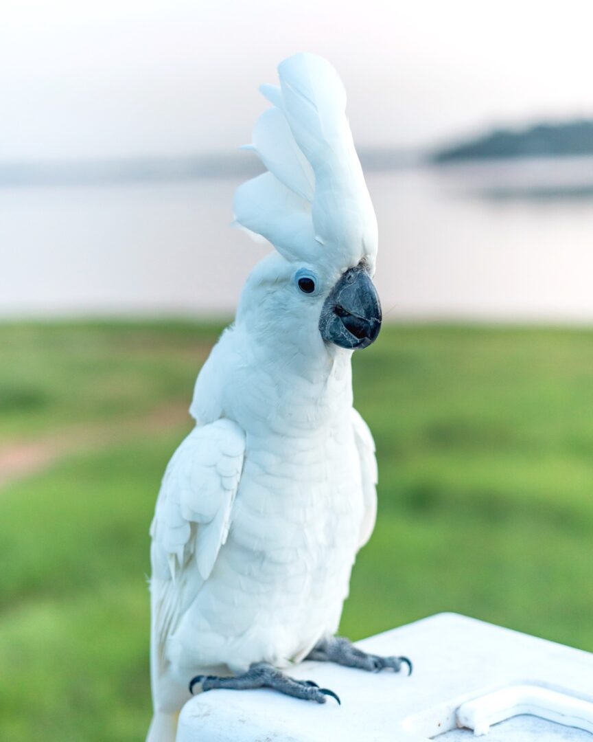 Umbrella Cockatoo (White Cockatoo) Facts, Pictures, Care & FAQs