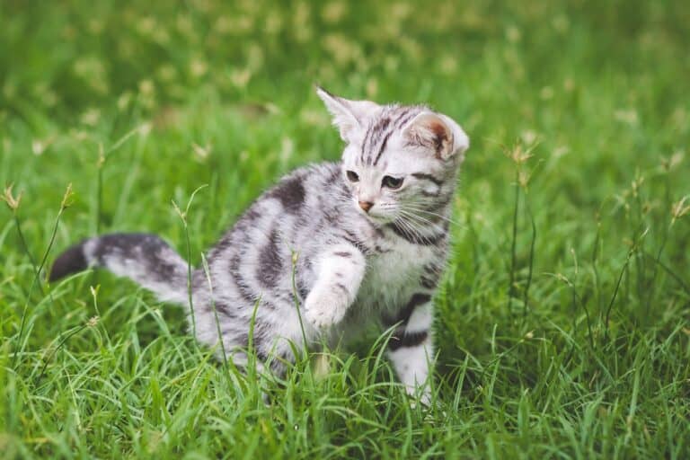 11 Ways to Find Free Kittens in Your Area for Adoption (2024)