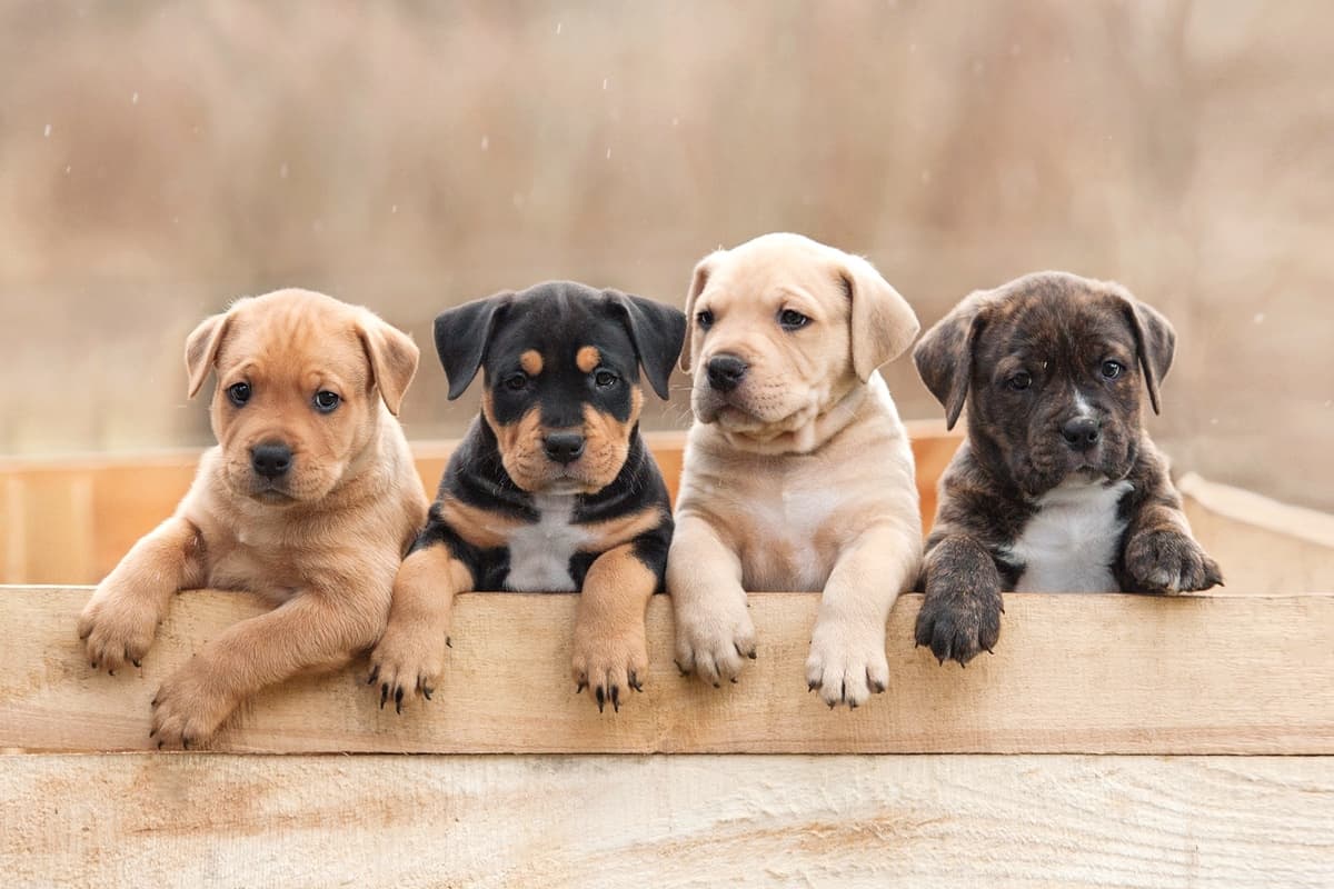 which dogs are least likely to be adopted