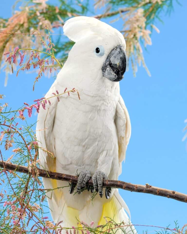 Umbrella Cockatoo (White Cockatoo) Facts, Pictures, Care & FAQs