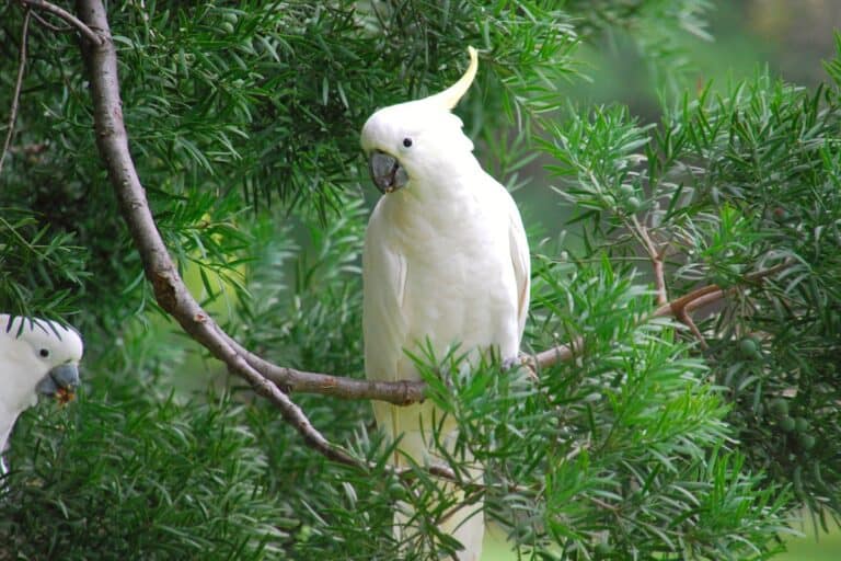 Umbrella Cockatoo (White Cockatoo) Facts, Pictures, Care & FAQs