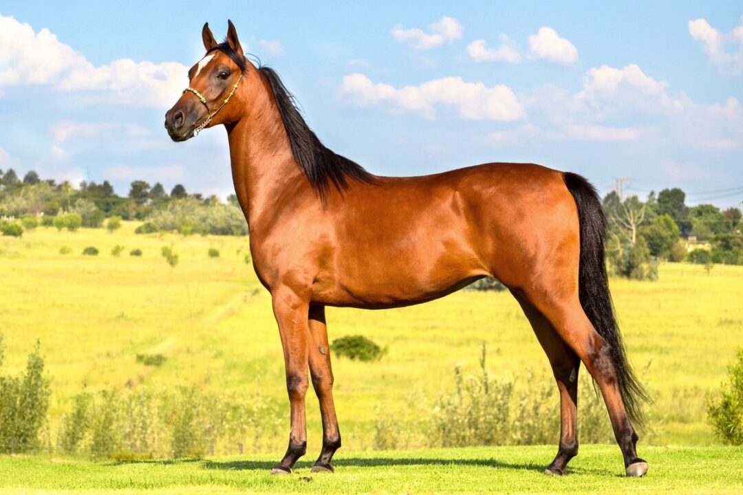 Bay Horse: 15 Color Variations of Bay Horses Explained (With Pictures)
