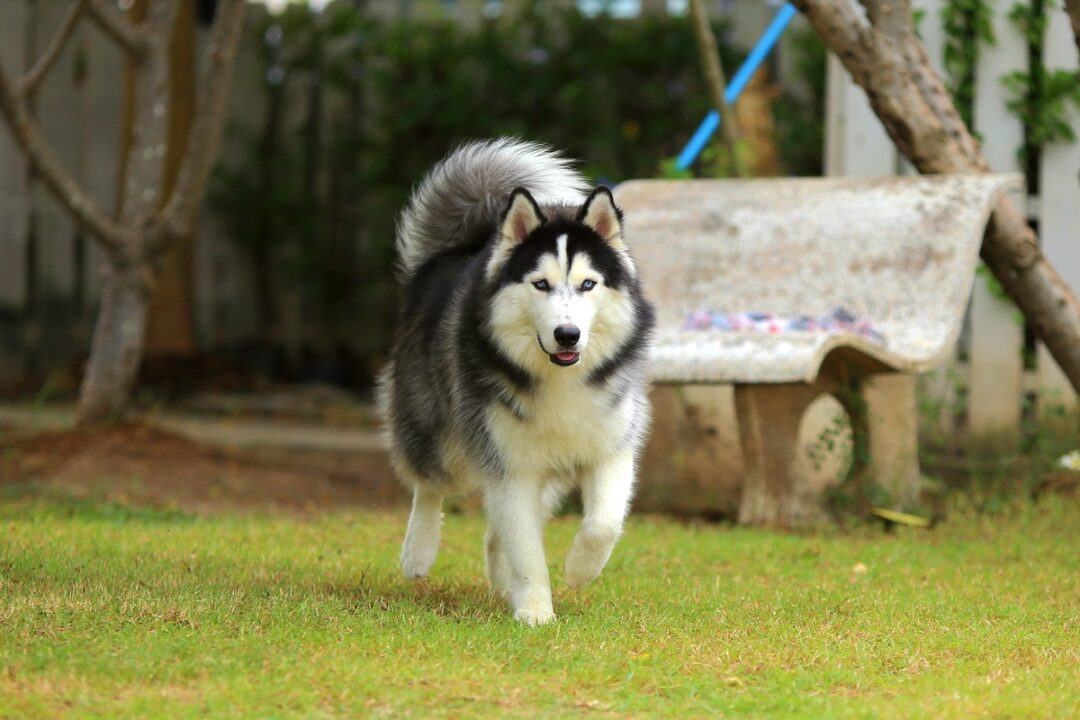 Wooly Husky Facts About Wooly Siberian Huskies (With FAQs)